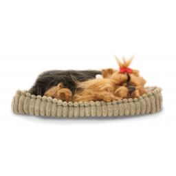 Precious Petzzz - Yorkshire Terrier