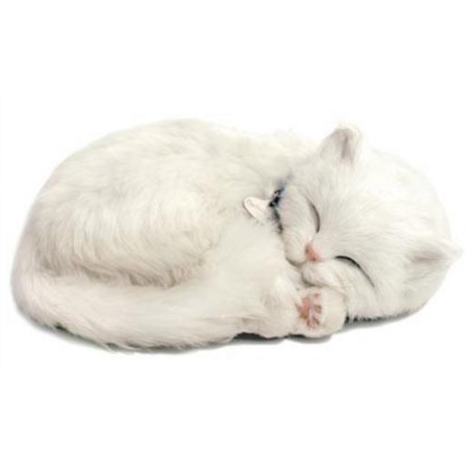 Precious Petzzz - White Short haired Cat