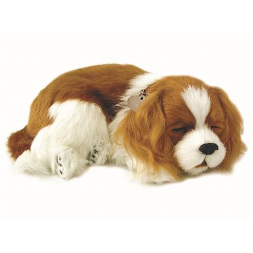 Precious Petzzz - Cavalier King Charles Spaniel