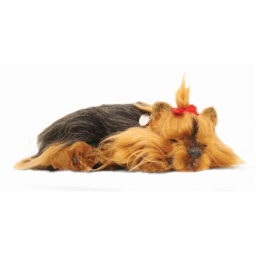 Precious Petzzz - Yorkshire Terrier