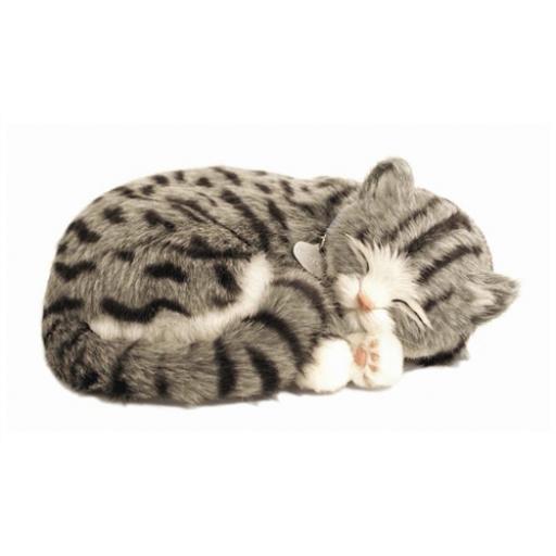 Precious Petzzz - Grey Tabby