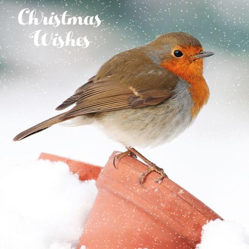 Luxury Christmas Card Pack - Winter Perch