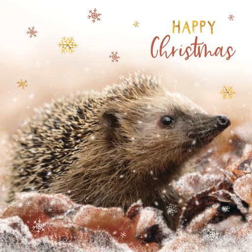 RSPB Small Square Xmas Cards (10) - Hedgehog & Snowflakes