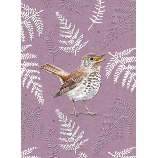 RSPB - In The Wild Card - Song Thrush