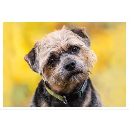 Barking at the Moon Card - Border Terrier