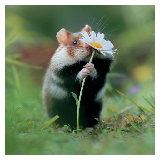 JR Wildlife Photography Card Collection - Wild Hamster and Daisy