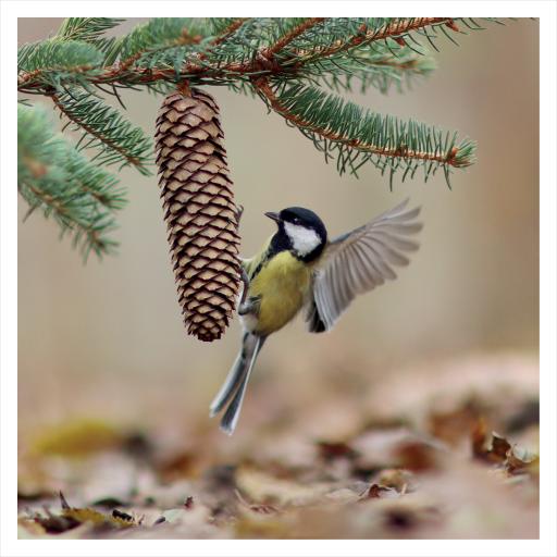 JR Wildlife Photography Card Collection - Great Tit