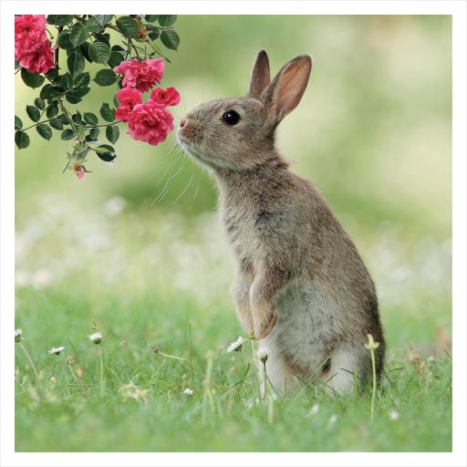 JR Wildlife Photography Card Collection - Wild Rabbit