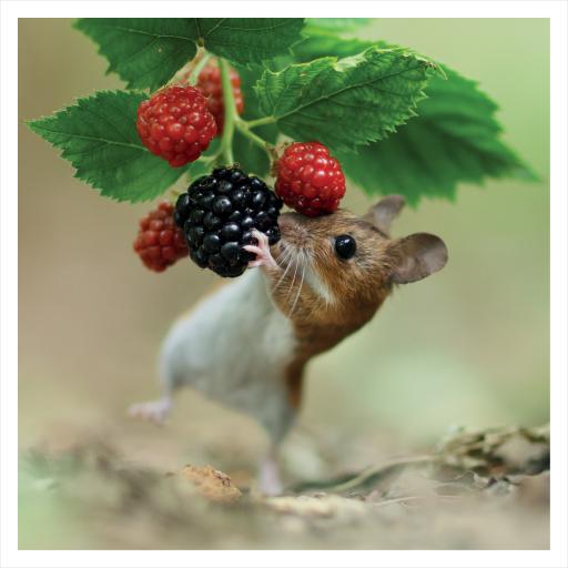 JR Wildlife Photography Card Collection - Woodmouse and Berries