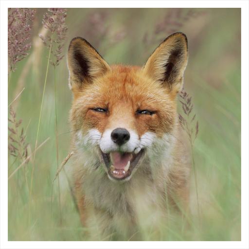 JR Wildlife Photography Card Collection - Fox